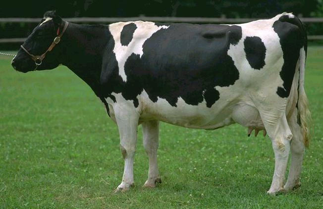 牛乳ニキビ